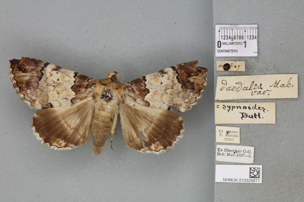 /filer/webapps/moths/media/images/D/daedalea_Ophiusa_AM_BMNHa.jpg