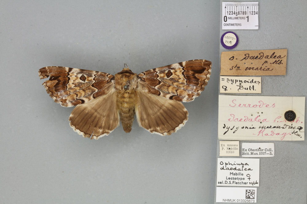 /filer/webapps/moths/media/images/D/daedalea_Ophiusa_LTF_BMNHa.jpg