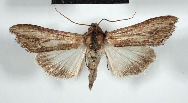 /filer/webapps/moths/media/images/D/daedalis_Cucullia_AM_MSNM.jpg