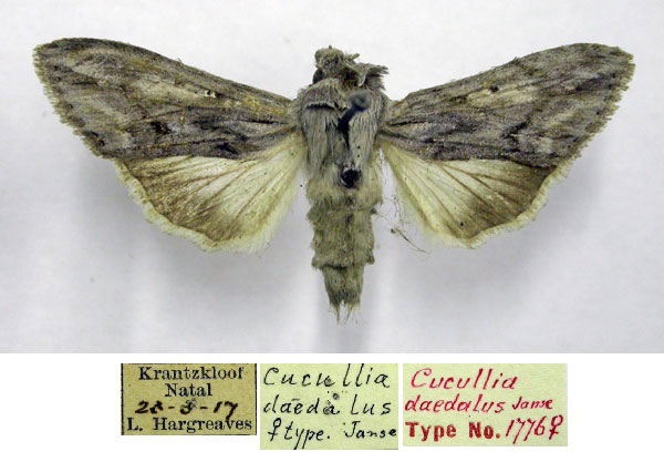 /filer/webapps/moths/media/images/D/daedalis_Cucullia_AT_TMSA_snXQyYs.jpg