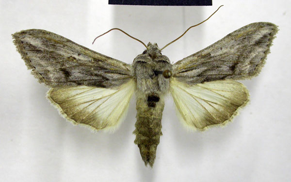 /filer/webapps/moths/media/images/D/daedalis_Cucullia_A_TMSA_01.jpg