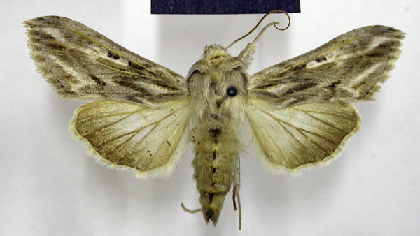 /filer/webapps/moths/media/images/D/daedalis_Cucullia_A_TMSA_02.jpg