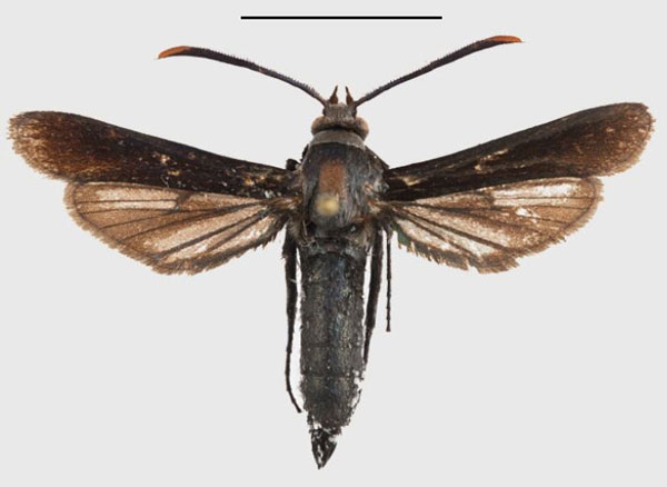 /filer/webapps/moths/media/images/D/dalaba_Fortikona_PTM_ANHRT_01.jpg