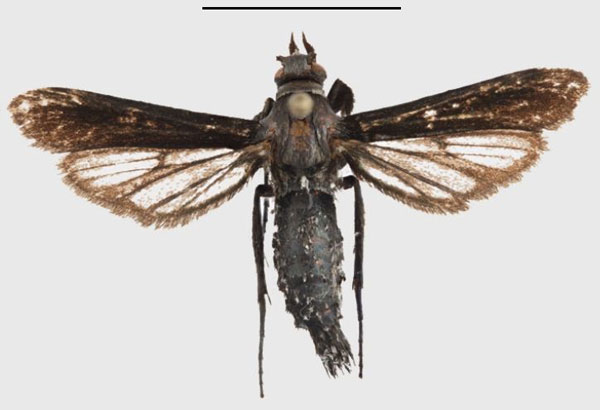 /filer/webapps/moths/media/images/D/dalaba_Fortikona_PTM_ANHRT_02.jpg