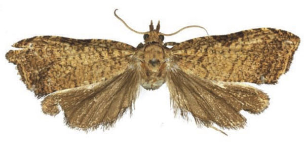 /filer/webapps/moths/media/images/D/dallastai_Eccopsis_HT_RMCA.jpg