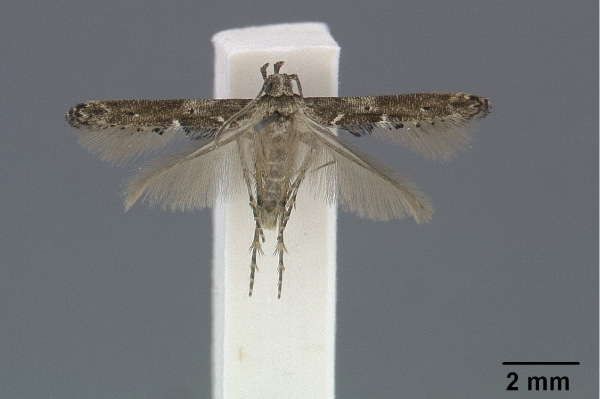 /filer/webapps/moths/media/images/D/dallastai_Epermenia_HT_Gaedike_01.jpg