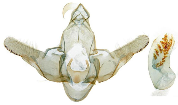 /filer/webapps/moths/media/images/D/dallastai_Homaloxestis_GMHT_RMCA.jpg