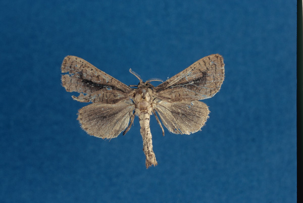 /filer/webapps/moths/media/images/D/dallastai_Kroonia_HT_RMCA.jpg