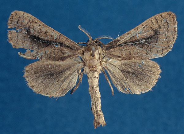 /filer/webapps/moths/media/images/D/dallastai_Kroonia_HT_RMCA_NVZ8ecK.jpg