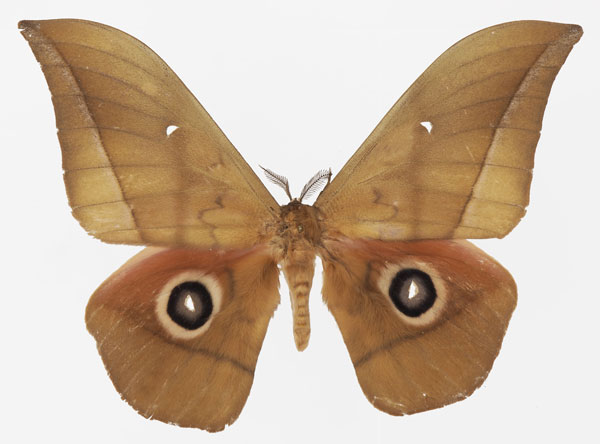 /filer/webapps/moths/media/images/D/dallastai_Lobobunaea_AM_Basquina.jpg