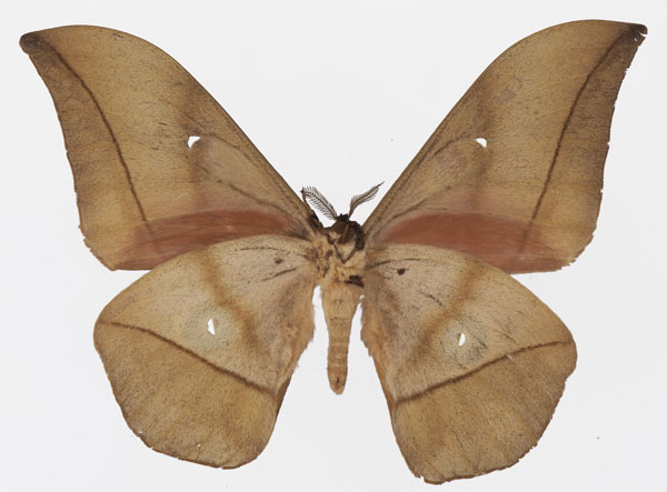 /filer/webapps/moths/media/images/D/dallastai_Lobobunaea_AM_Basquinb.jpg