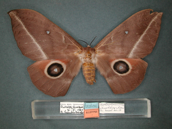 /filer/webapps/moths/media/images/D/dallastai_Lobobunaea_AT_RMCA_01.jpg