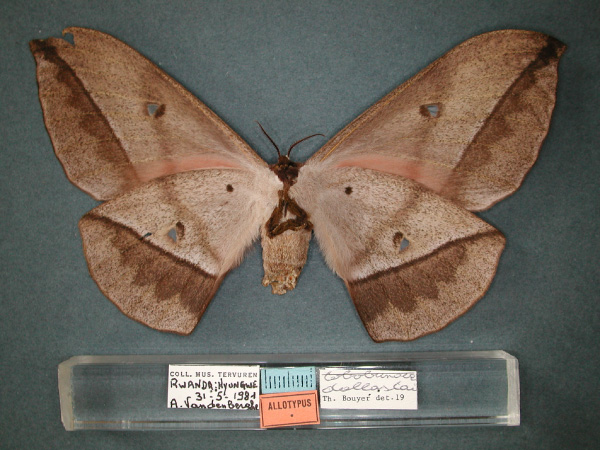 /filer/webapps/moths/media/images/D/dallastai_Lobobunaea_AT_RMCA_02.jpg