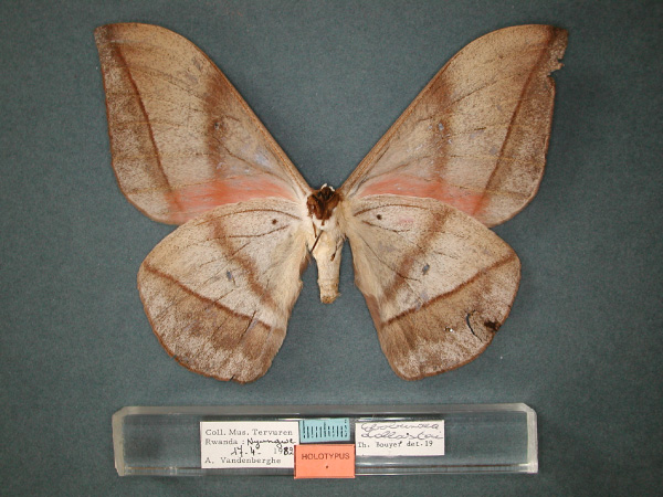 /filer/webapps/moths/media/images/D/dallastai_Lobobunaea_HT_RMCA_02.jpg