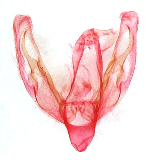 /filer/webapps/moths/media/images/D/dallolmoi_Athetis_GMHT_MSNM_5070.jpg