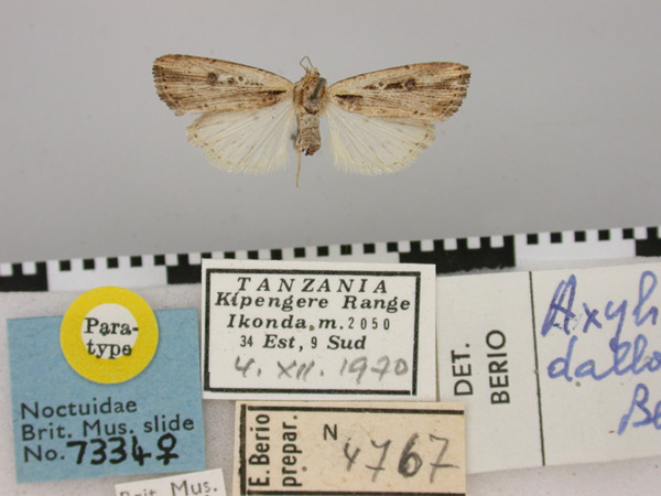 /filer/webapps/moths/media/images/D/dallolmoi_Axylia_PT_BMNH.jpg