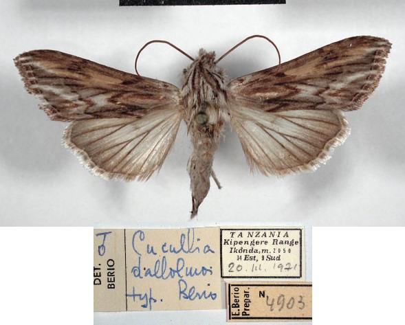 /filer/webapps/moths/media/images/D/dallolmoi_Cucullia_HT_MSNM.jpg