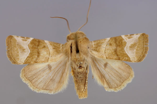 /filer/webapps/moths/media/images/D/dallolmoi_Elyptron_A_RMCA_01.jpg