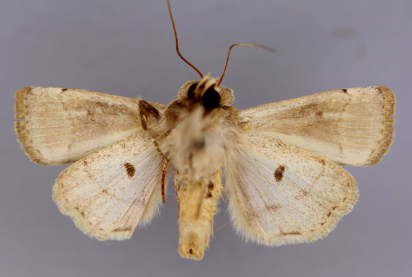 /filer/webapps/moths/media/images/D/dallolmoi_Elyptron_A_RMCA_02.jpg