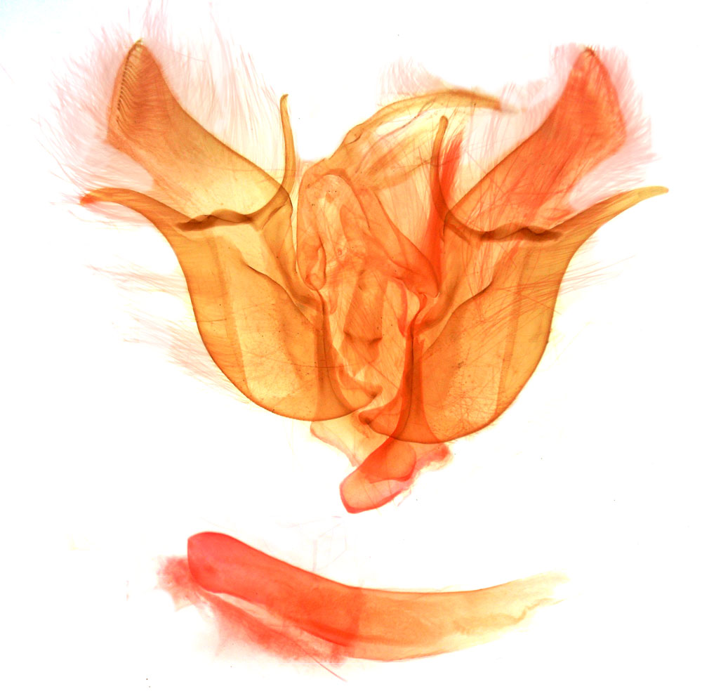 /filer/webapps/moths/media/images/D/dallolmoi_Euxoa_GMHT_MSNM_4777.jpg
