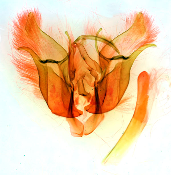 /filer/webapps/moths/media/images/D/dallolmoi_Euxoa_GMPT_BMNH_7347.jpg