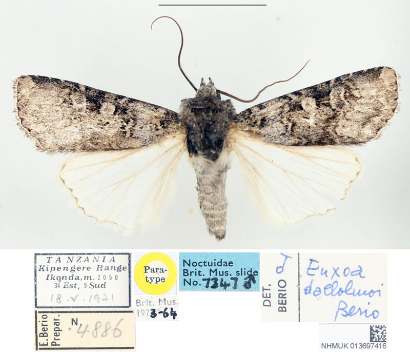 /filer/webapps/moths/media/images/D/dallolmoi_Euxoa_PTM_BMNH.jpg