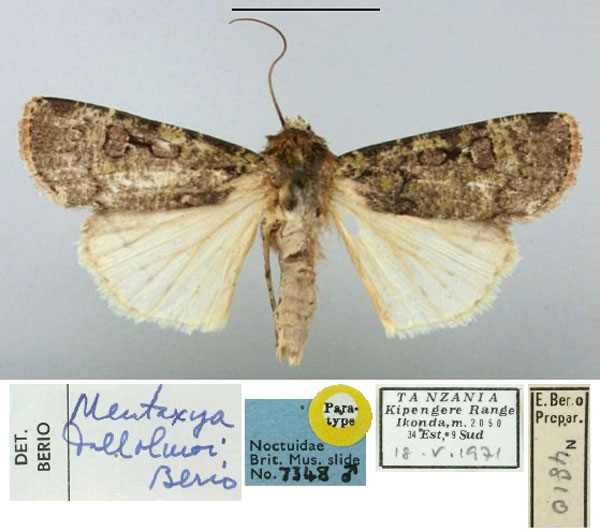 /filer/webapps/moths/media/images/D/dallolmoi_Mentaxya_PT_BMNH.jpg