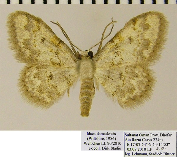 /filer/webapps/moths/media/images/D/damadensis_Idaea_AM_ZSM.jpg