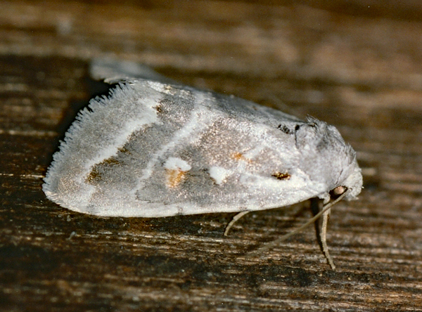 /filer/webapps/moths/media/images/D/damarana_Escarpamenta_A_Roland_02.jpg