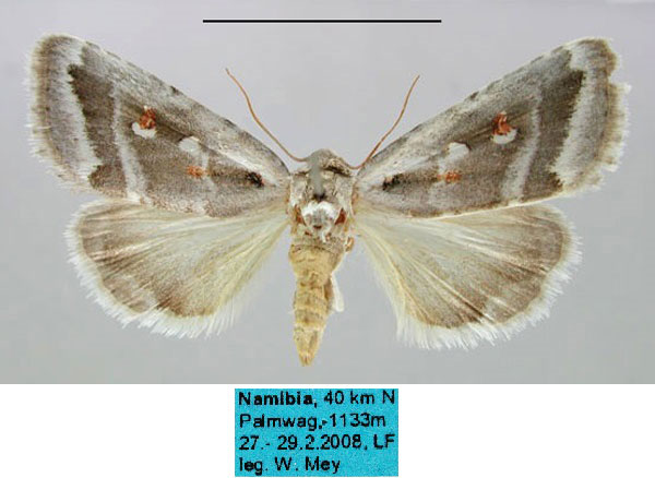 /filer/webapps/moths/media/images/D/damarana_Escarpmenta_HT_MfN.jpg