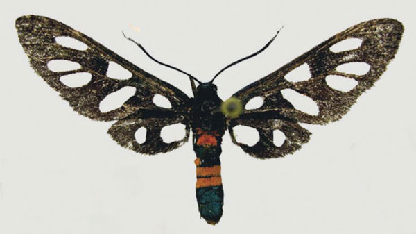 /filer/webapps/moths/media/images/D/damarensis_Amata_AM_deFreina.jpg