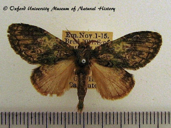 /filer/webapps/moths/media/images/D/dambae_Desmeocraera_A_OUMNH_02.jpg