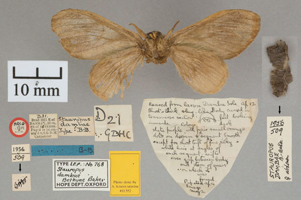 /filer/webapps/moths/media/images/D/dambae_Stauropus_HT_OUMNH_02.jpg