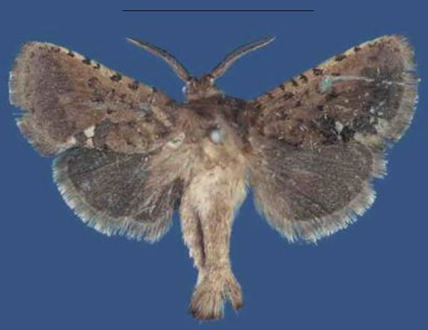 /filer/webapps/moths/media/images/D/danduensis_Finsterwaldeia_HT_NHMUK.jpg