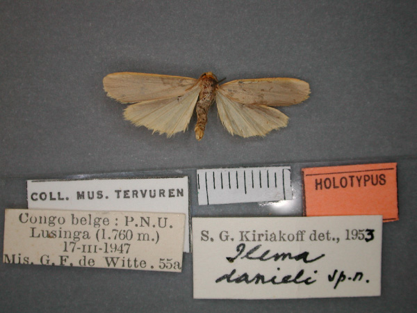 /filer/webapps/moths/media/images/D/danieli_Eilema_HT_RMCA_01.jpg