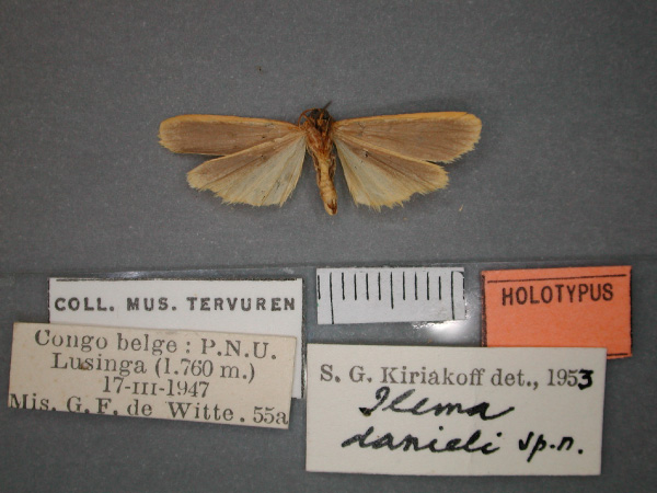 /filer/webapps/moths/media/images/D/danieli_Eilema_HT_RMCA_02.jpg