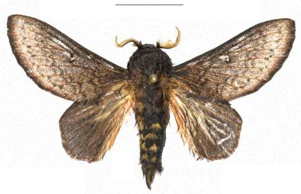 /filer/webapps/moths/media/images/D/danieli_Leptometa_HT_Mueller.jpg