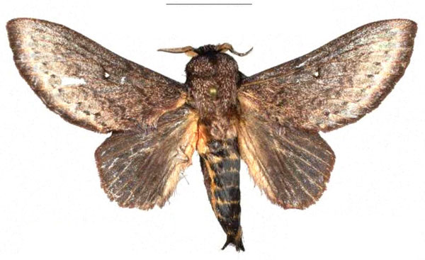 /filer/webapps/moths/media/images/D/danieli_Leptometa_PTM_Mueller_01.jpg