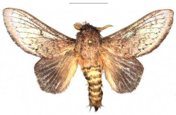 /filer/webapps/moths/media/images/D/danieli_Leptometa_PTM_Mueller_02.jpg
