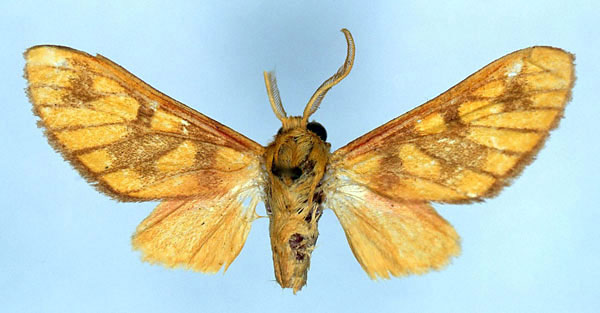 /filer/webapps/moths/media/images/D/danieli_Rhipidarctia_HT_ZSM_01.jpg