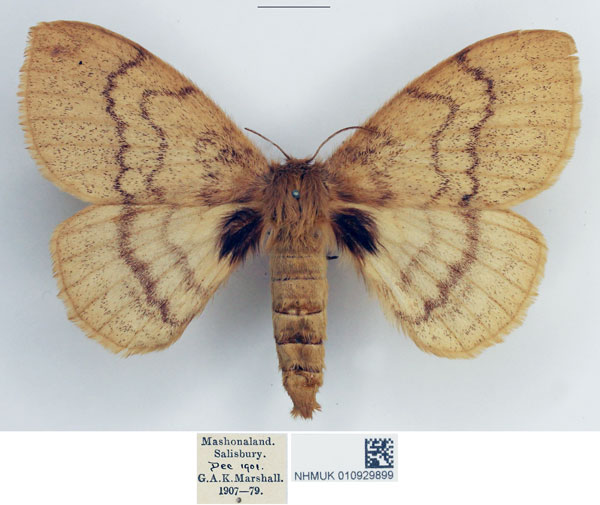 /filer/webapps/moths/media/images/D/dannfelti_Janomima_AF_NHMUK.jpg
