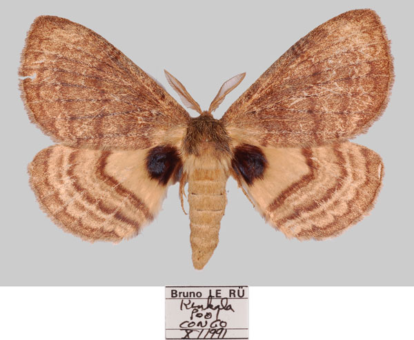 /filer/webapps/moths/media/images/D/dannfelti_Janomima_AM_Basquina.jpg