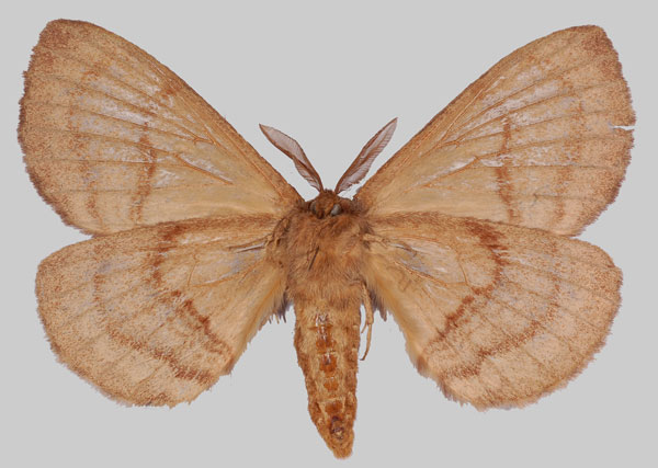 /filer/webapps/moths/media/images/D/dannfelti_Janomima_AM_Basquinb.jpg