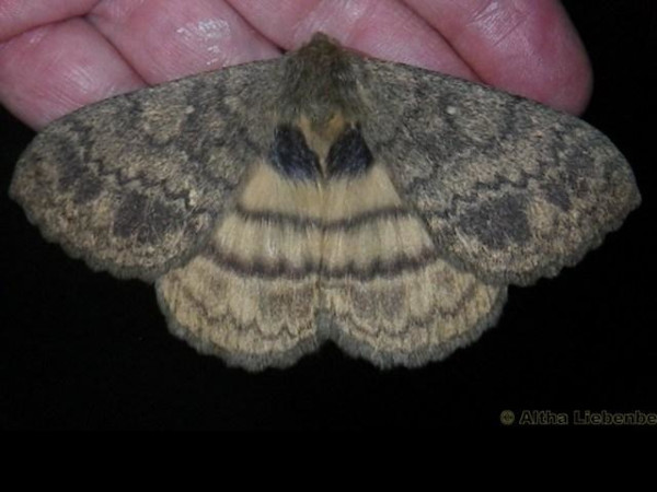 /filer/webapps/moths/media/images/D/dannfelti_Janomima_A_Liebenberg.jpg