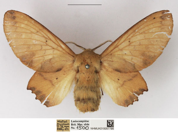 /filer/webapps/moths/media/images/D/dannfelti_Opisthodontia_AF_NHMUK.jpg
