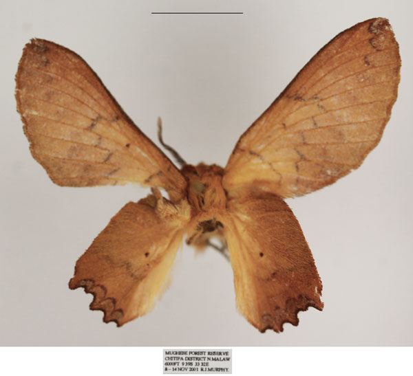 /filer/webapps/moths/media/images/D/dannfelti_Opisthodontia_AF_TMSA.jpg