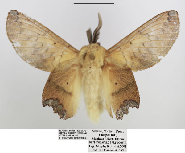 /filer/webapps/moths/media/images/D/dannfelti_Opisthodontia_AM_TMSA_01.jpg