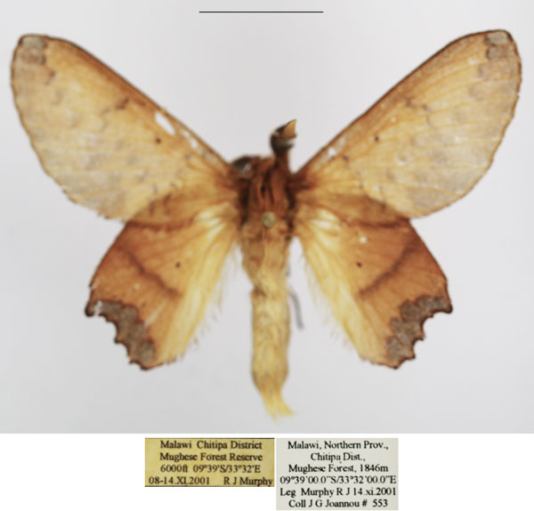 /filer/webapps/moths/media/images/D/dannfelti_Opisthodontia_AM_TMSA_02.jpg