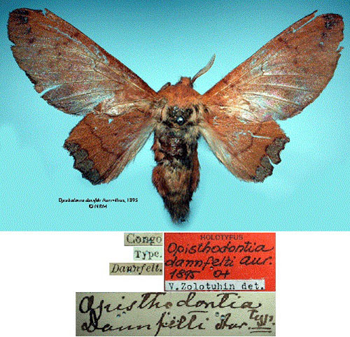 /filer/webapps/moths/media/images/D/dannfelti_Opisthodontia_HT_SNHMa.jpg
