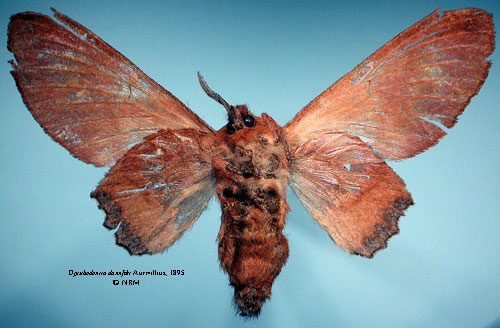 /filer/webapps/moths/media/images/D/dannfelti_Opisthodontia_HT_SNHMb.jpg